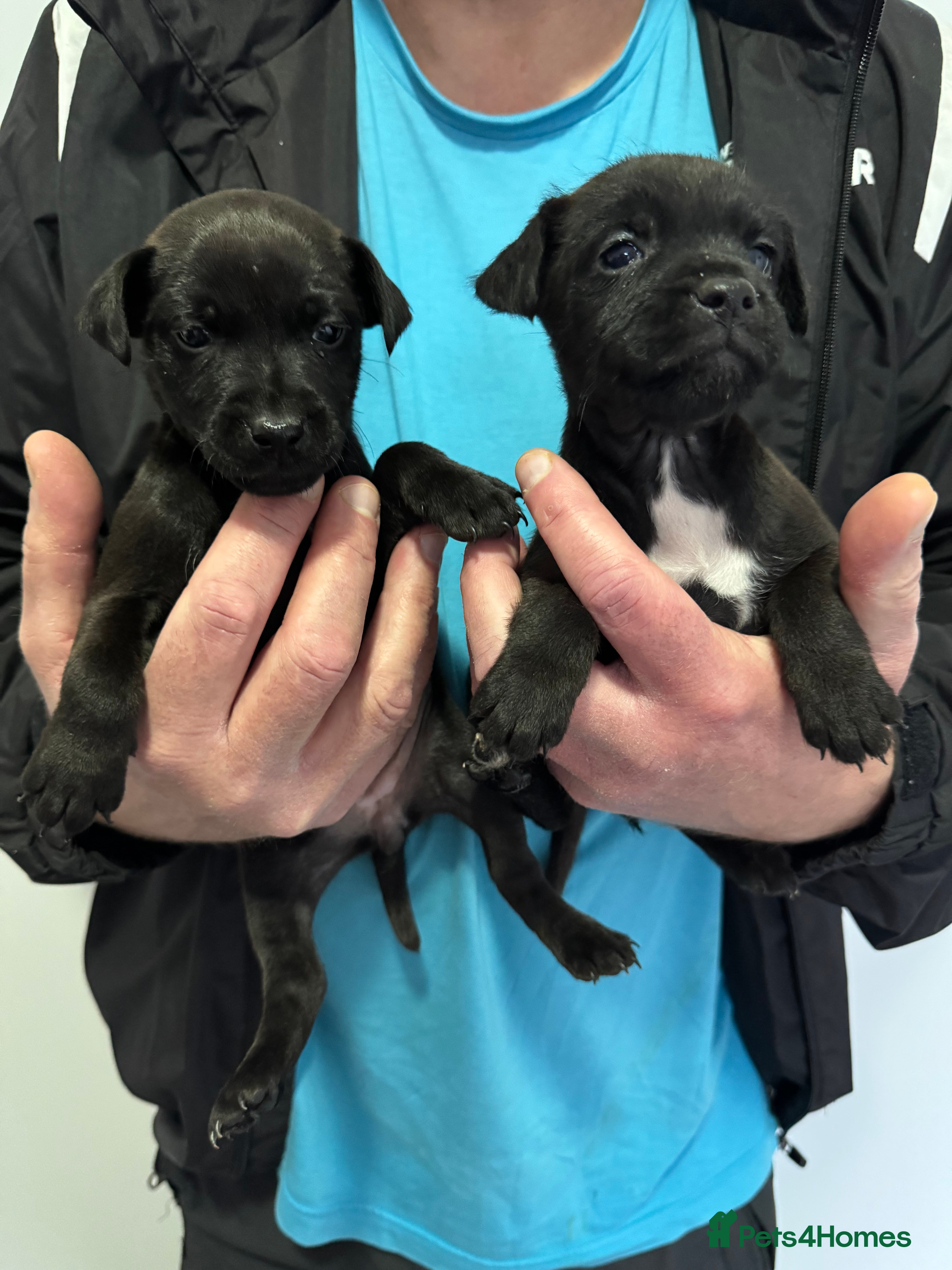 Patterdale Terrier dogs Patterdale Puppies 2 - Advert 3