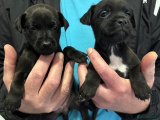 Patterdale Terrier dogs Patterdale Puppies 2 - Advert 1