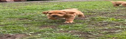 Labrador Retriever dogs for sale: Labrador puppies  - Advert 10
