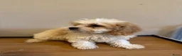 Cavachon dogs for sale: Cavachon Puppies READY NOW 🐾❤️ - Advert 33