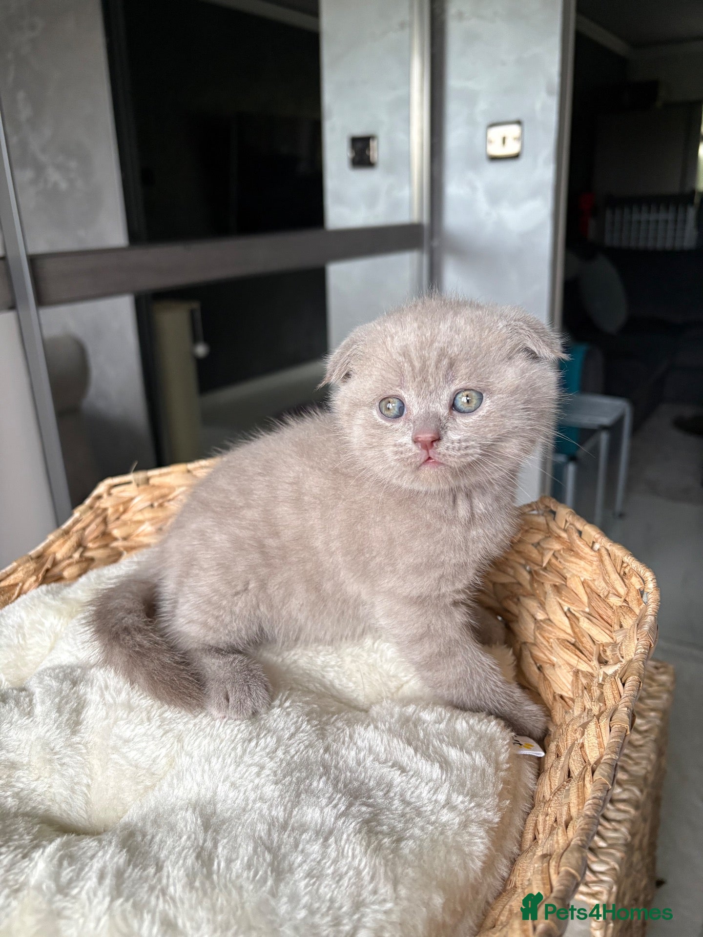 Scottish Fold cats 7 Beautifully Scottish Fold/Straight kittens - Advert 2