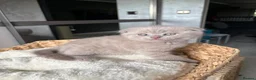 Scottish Fold cats for sale: 7 Beautifully Scottish Fold/Straight kittens - Advert 18