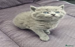 British Shorthair cats for sale: Beautiful British shorthair female kittens - Image 1