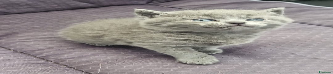 British Shorthair Kitten 1
