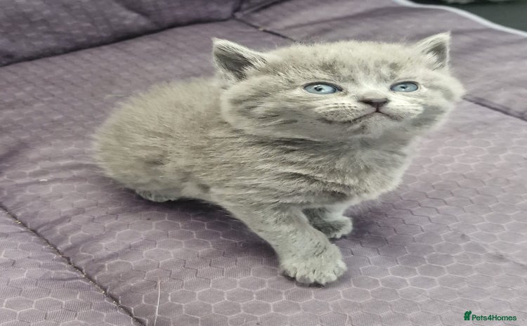 British Shorthair cats - Advert 16