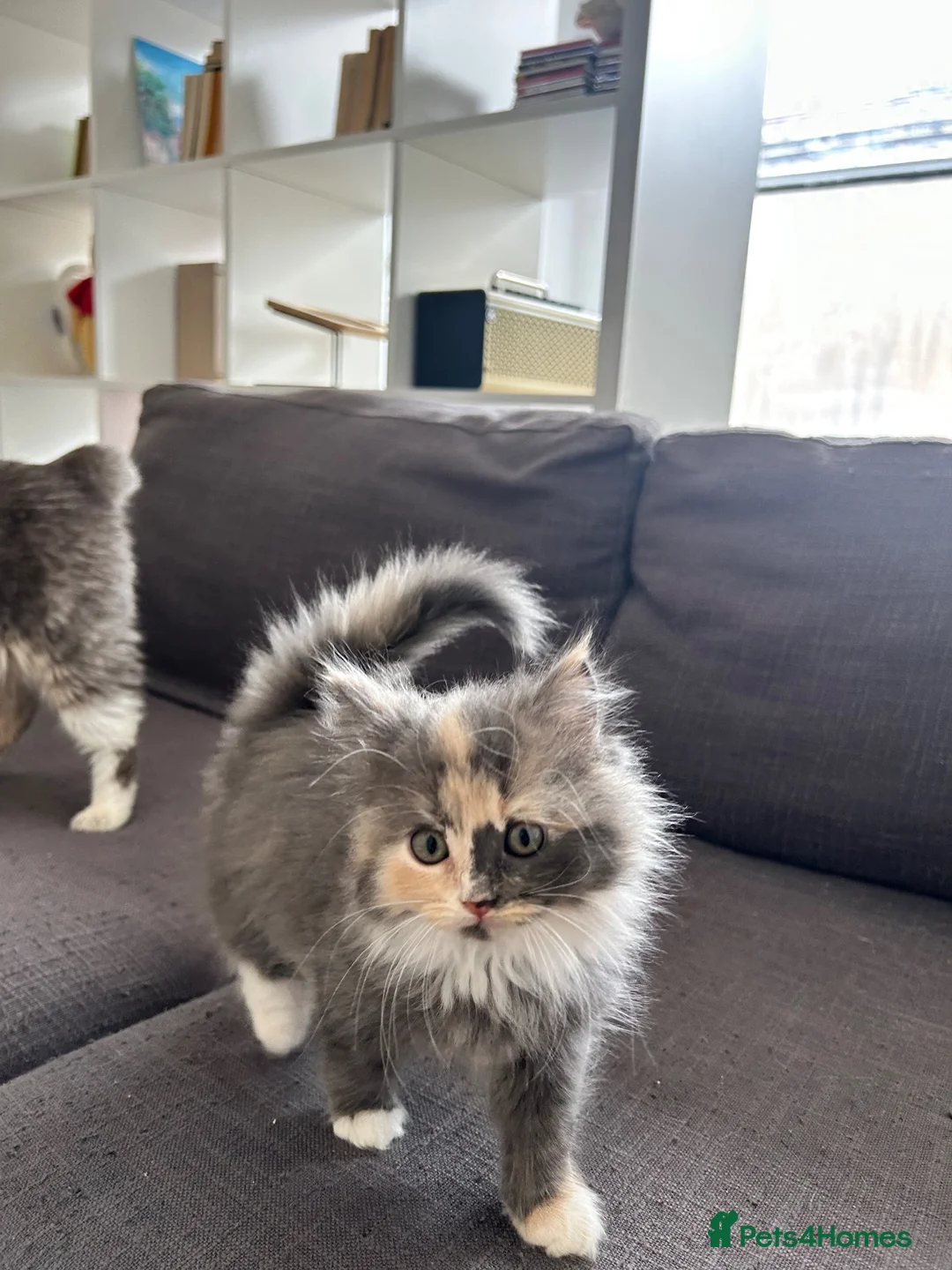 Mixed Breed cats for sale: 5 Beautiful kittens  - Advert 2