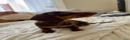 Miniature Dachshund dogs for sale: ONLY 2 LEFT!! KC Miniature Dachshund Puppies - Advert 16