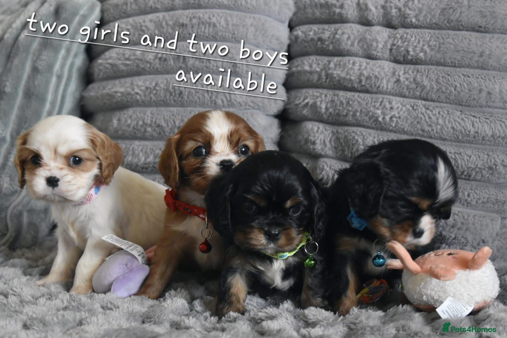 Cavalier King Charles Spaniel dogs Health Tested- Cavalier King Charles Spaniel - Advert 5