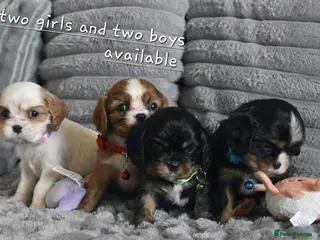 Cavalier King Charles Spaniel dogs Health Tested- Cavalier King Charles Spaniel - Advert 1
