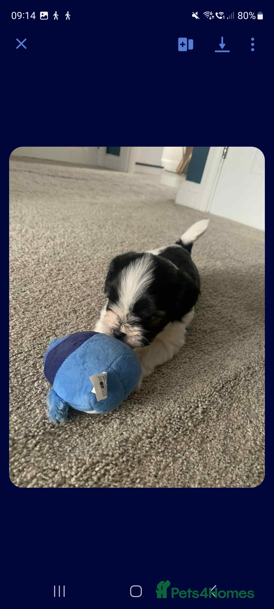 Cavapoo dogs for sale: Cavapoo puppy  - Advert 4