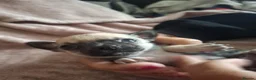 Chihuahua dogs for sale: 4 Tiny Apple head Chihuahuas  - Advert 18