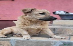 Mixed Breed dogs for adoption: BARLEY, 6mo, small - loves dogs, kids,cats/loving - Image 4