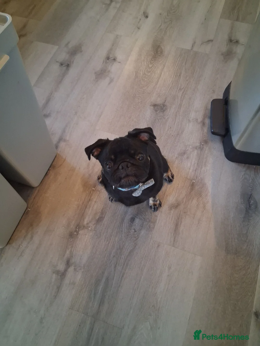 Pug dogs for sale: Male pug for sale in Grantham - Advert 1