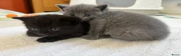British Shorthair cats for sale: British shorthair cross kittens - Advert 29