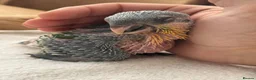 Parrots birds for sale: Silly Tame Pallid Black Headed Caique - Advert 4