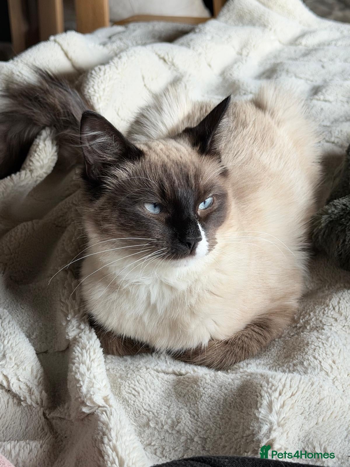 Ragdoll cats Blue Eyed Male Ragdoll Looking for a new home - Advert 20