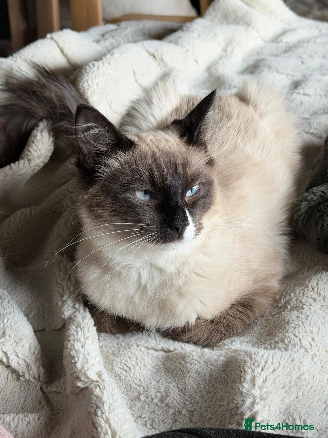 Ragdoll cats for sale: Blue Eyed Male Ragdoll Looking for a new home in Hartlepool - Advert 1