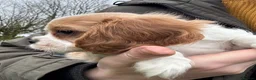 Cavalier King Charles Spaniel dogs for sale: 🐾Extensively health tested KC reg Cavalier pups🐾 - Advert 21
