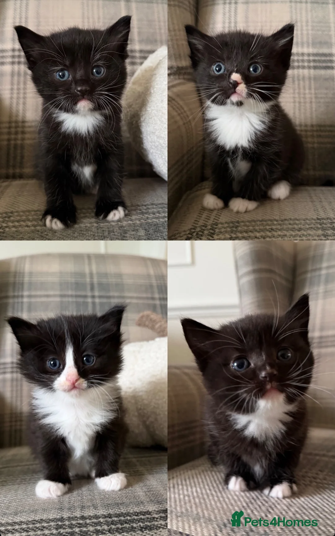 Ragdoll cats for sale: Ragdoll Mix Kittens for sale - Advert 2