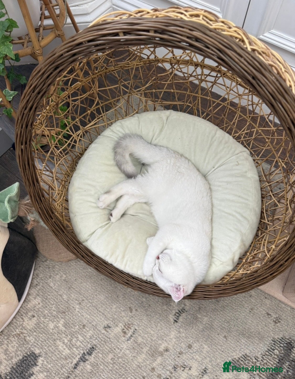 British Shorthair cats British Shorthair Chinchilla Female Kittens - Advert 2