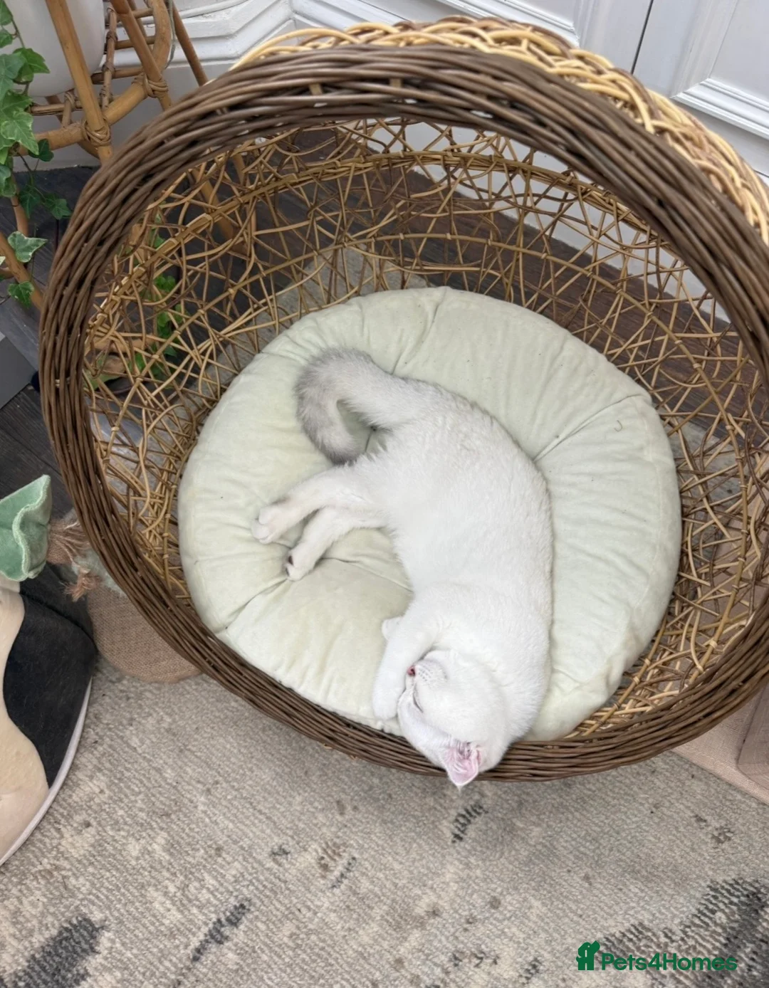 British Shorthair cats for sale: British Shorthair Chinchilla Female Kittens - Advert 2