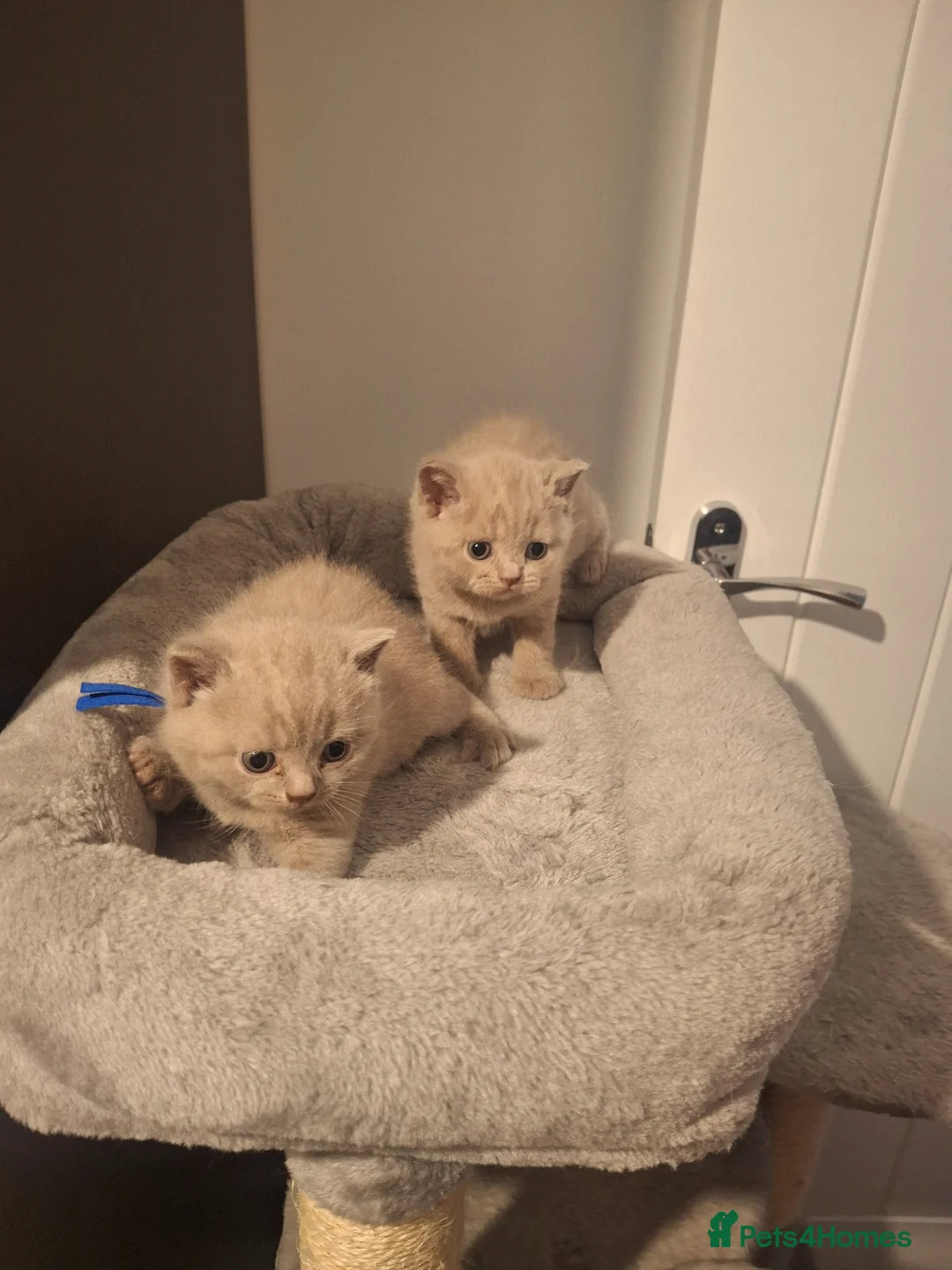 British Shorthair cats for sale: Gorgeous BSH lilac available - Advert 1