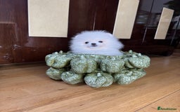 Pomeranian dogs for sale: SUPER TINY ICE WHITE POMERANIAN BOY - Image 5