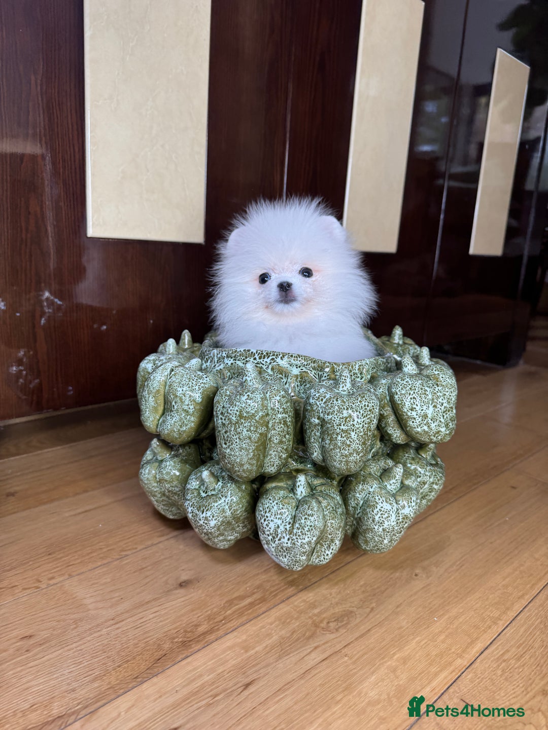 Pomeranian dogs for sale: SUPER TINY ICE WHITE POMERANIAN BOY - Image 5