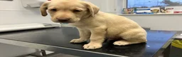 Labrador Retriever dogs for sale: Gorgeous Labrador puppies for sale - Advert 21