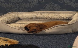 Cockapoo dogs for sale: 1 Beautiful Fox Red Boy Cockapoo Left  - Advert 26