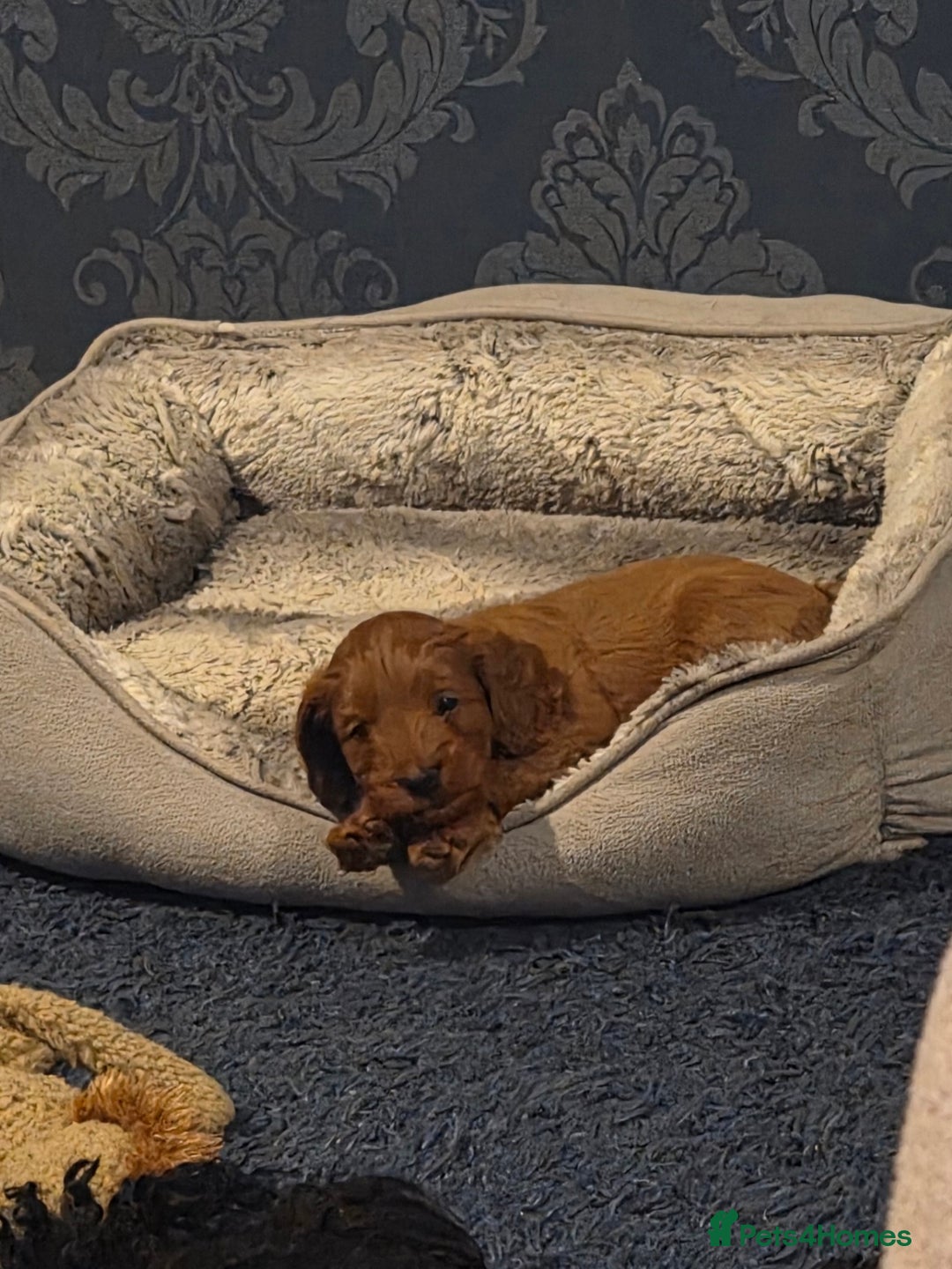 Cockapoo dogs for sale: 1 Beautiful Fox Red Boy Cockapoo Left  - Advert 26