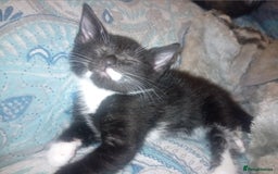 British Shorthair cats for sale: Looks black and white but up close is dark stripes - Image 14