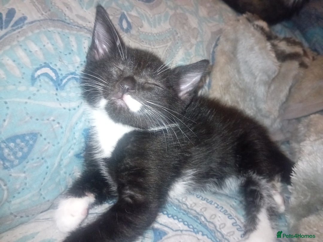 British Shorthair cats for sale: Looks black and white but up close is dark stripes - Image 14