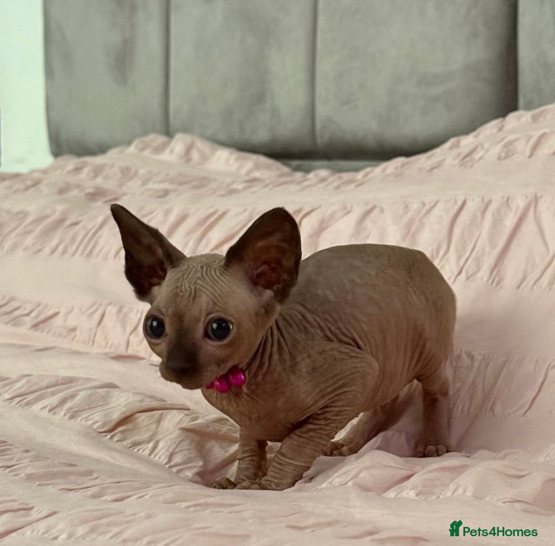 Sphynx cats for sale: Stunning Female Seal Point Canadian Sphynx Kitten - Image 8