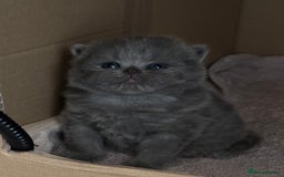 British Longhair cats for sale: Beautiful British Blue Longhair Kitten - Image 8