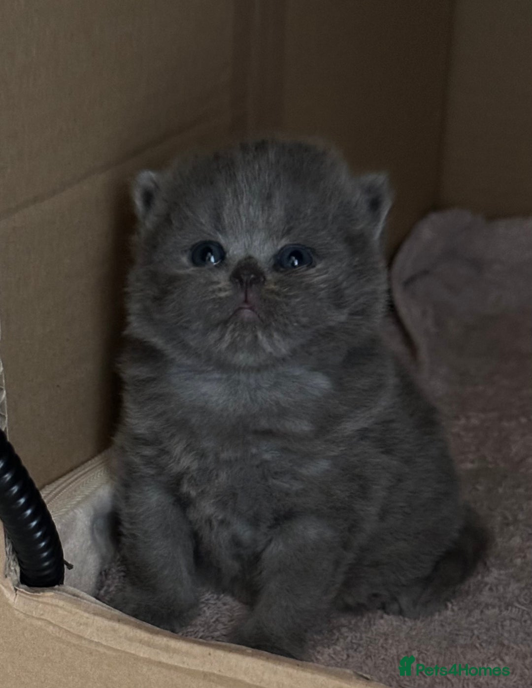 British Longhair cats for sale: Beautiful British Blue Longhair Kitten - Image 8
