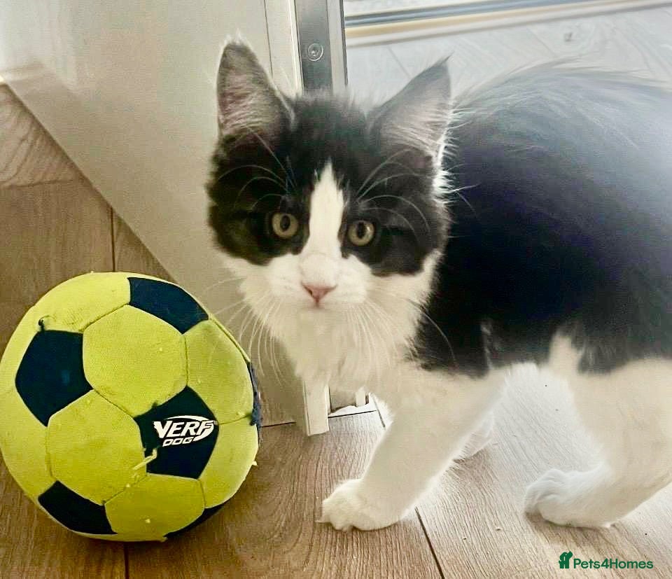 Maine Coon cats Stunning MaineCoon Kittens–Champion Bloodline - Advert 5