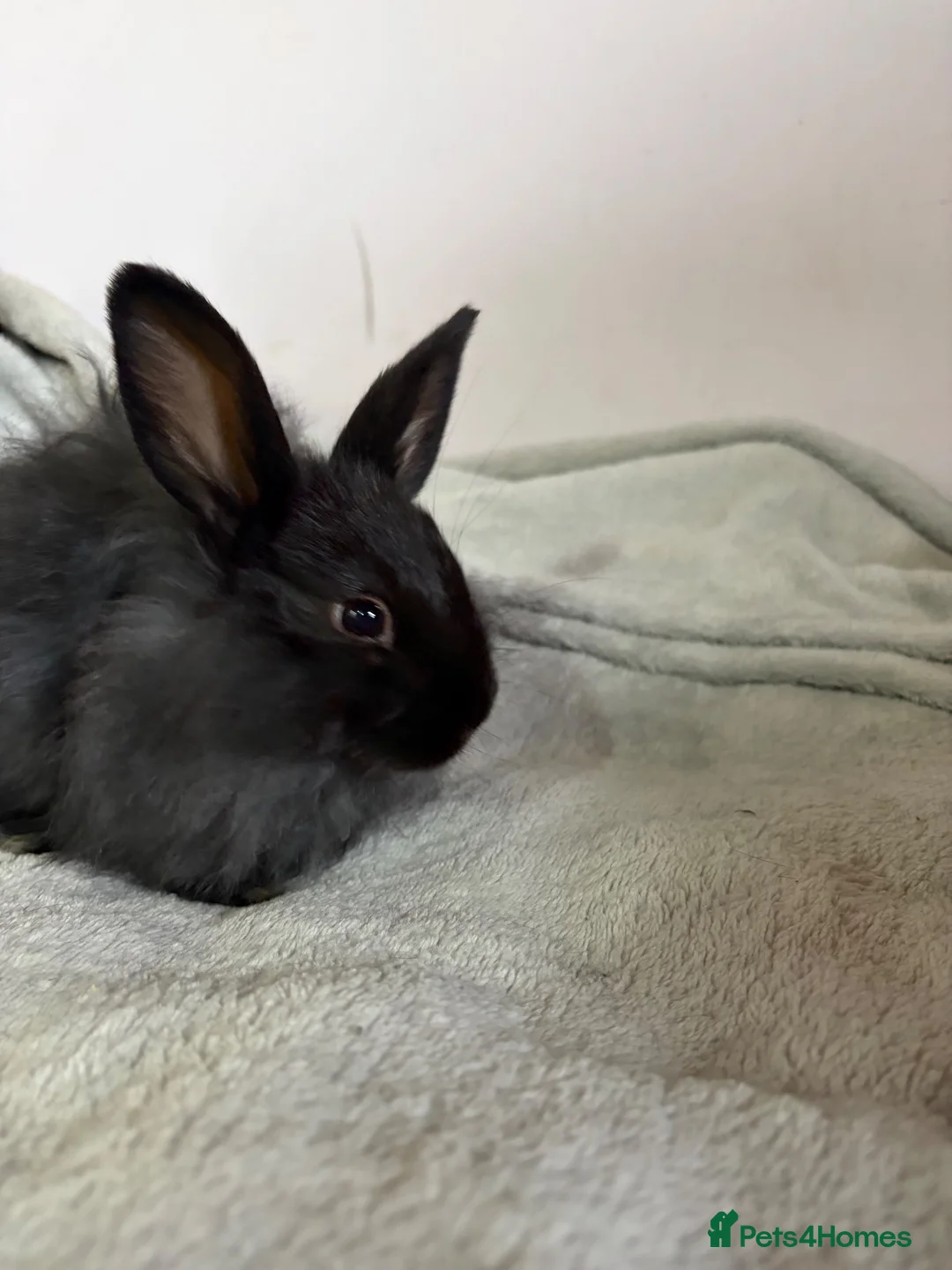 Mixed Breed rabbits for sale: Lionhead cross bunnies ready to go  - Advert 19