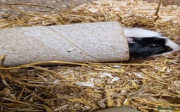 Guinea Pig rodents for sale: 2 male guinea pigs - Image 11