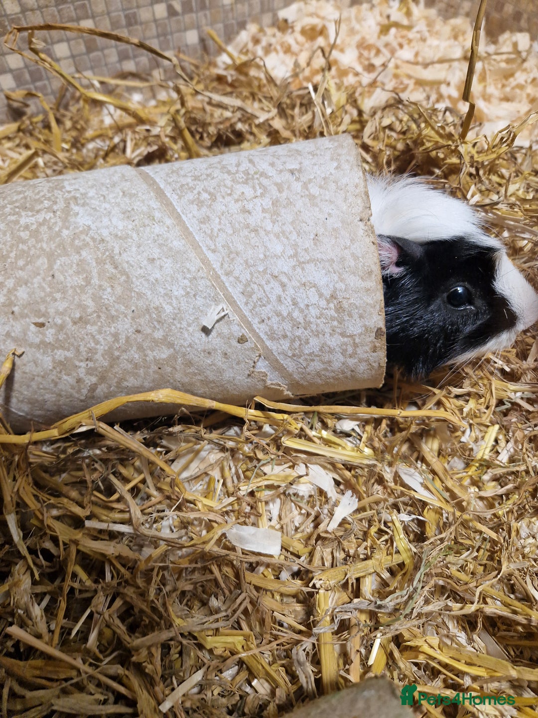 Guinea Pig rodents for sale: 2 male guinea pigs - Image 11