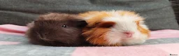 Guinea Pig rodents for sale: 2 beautiful sows available.  - Advert 1