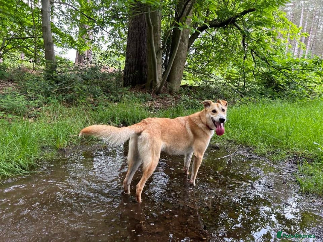 Mixed Breed dogs for adoption: Cristina - Norwich Norfolk  - Image 20