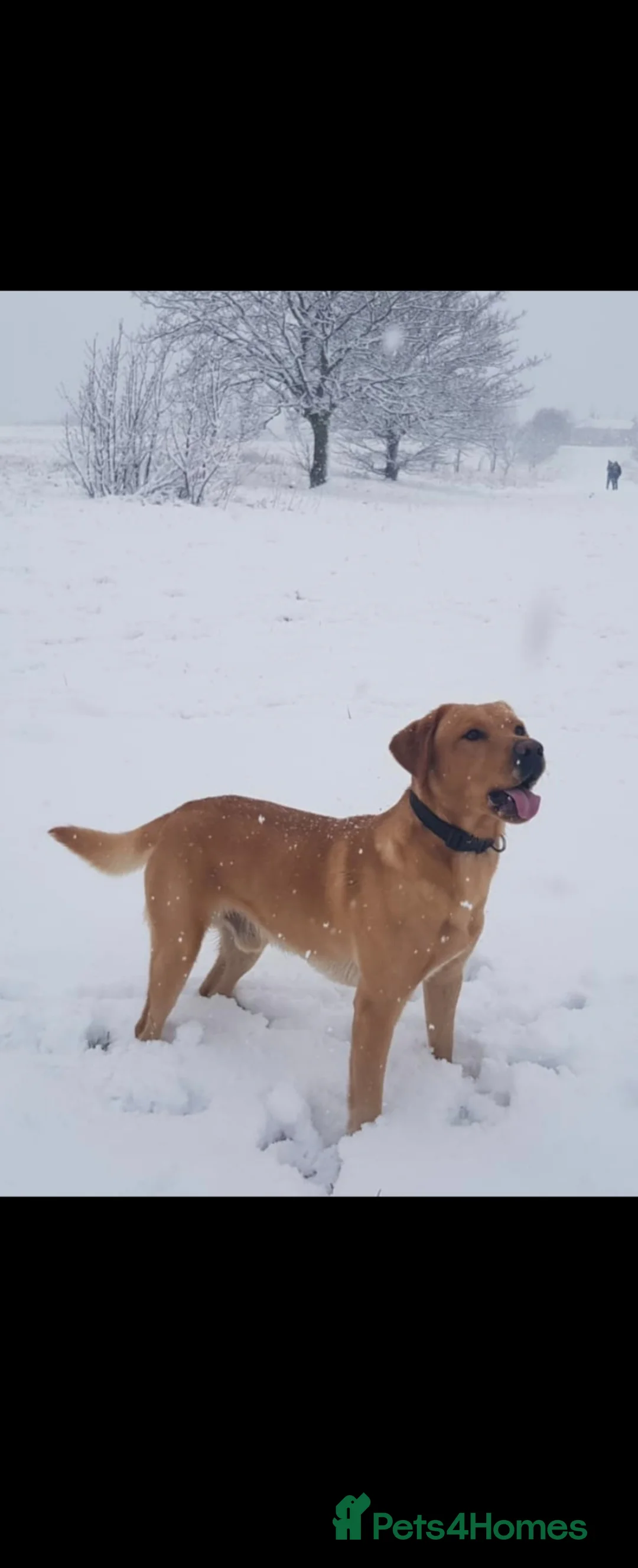 Labrador Retriever dogs for sale: Black KC registered labradors for sale  in Wellingborough - Advert 24