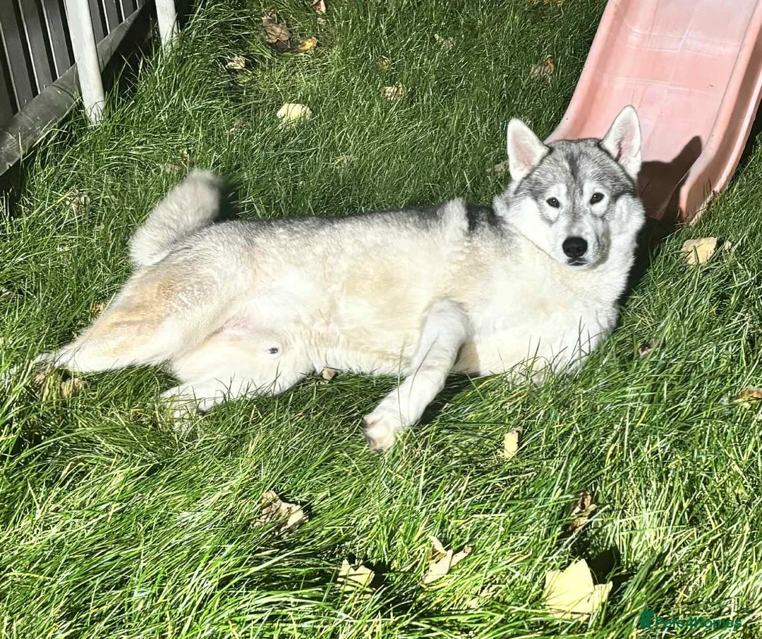 Alaskan Malamute dogs for sale: Male Malamute - Advert 2