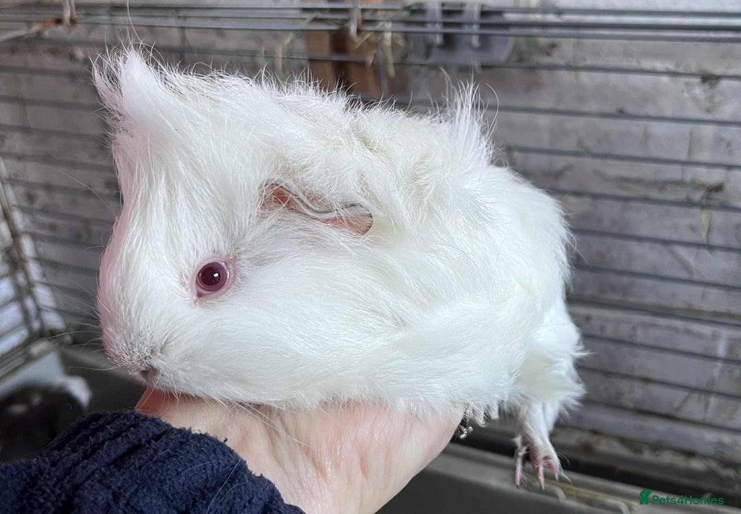 Guinea Pig rodents for sale: Beautiful baby Guinea pigs - Advert 5