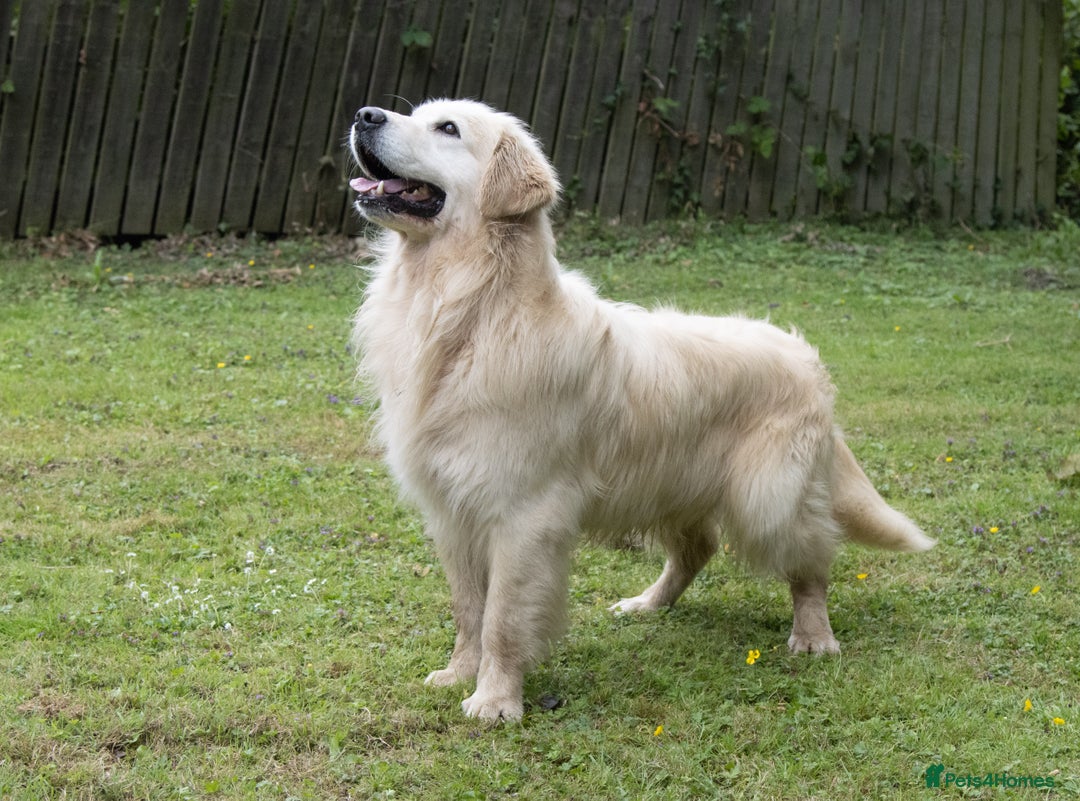 Golden Retriever dogs for sale: INTERNATIONAL PEDIGREE MOST HEALTH TESTED LITTER. - Image 8