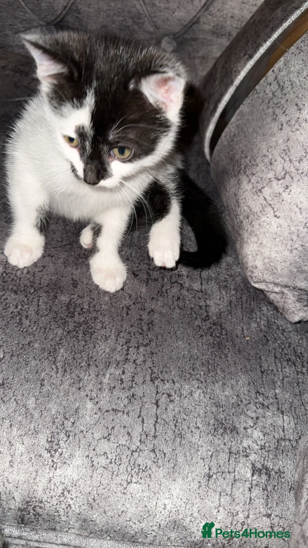 Domestic Shorthair cats for sale: Gorgeous tabby and British shorthair kitten - Advert 24