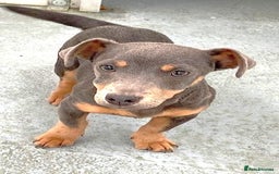 Jack Russell dogs for sale: Beautiful litter of jack Russell puppies  - Image 16