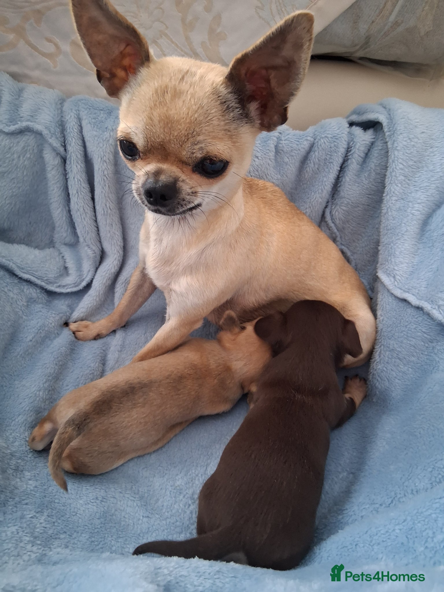 Chihuahua dogs Chihuahua puppies forsale only Girl puppy left - Advert 19