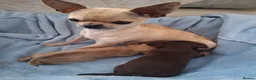 Chihuahua dogs for sale: Chihuahua puppies forsale Boy & Girl - Advert 6